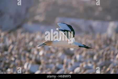 Cape de Bassan (Morus capensis) en vol par colonie sur l'île aux oiseaux dans la région de Lambert's Bay, Western Cape, Afrique du Sud Banque D'Images