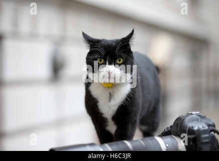 Palmerston, le Foreign Office cat et chef de mouser au Conseil du Trésor des patrouilles dans Downing street.Il s'est battu avec Larry numéro 10 Banque D'Images