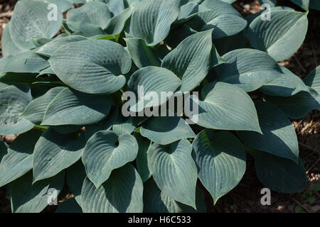 Siebold's hosta (Hosta sieboldiana). Des plantes à feuilles persistantes. Banque D'Images