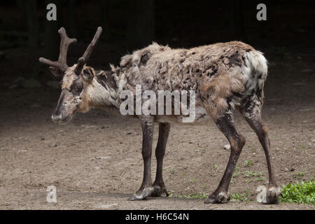 Le renne (Rangifer tarandus domestique f. domestica), également connu sous le nom de la branche de caribou. Banque D'Images