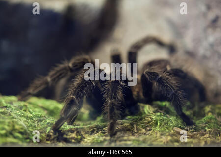 Oiseau rose saumon brésilien-eating tarantula (Lasiodora parahybana). Des animaux de la faune. Banque D'Images