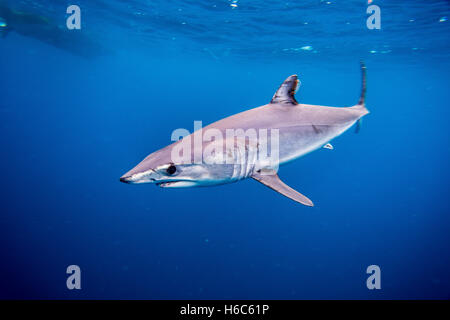 Un requin-taupe bleu Isurus oxyrinchus ou nager dans l'océan Pacifique près de San Diego, en Californie. Banque D'Images