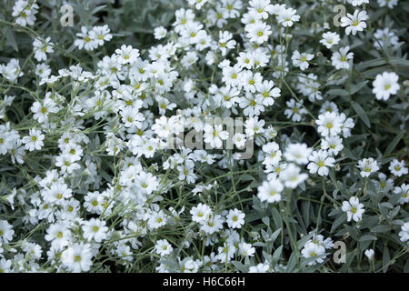 La neige en été (Cerastium tomentosum). Banque D'Images