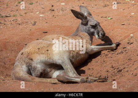 Kangourou rouge (Macropus rufus). Des animaux de la faune. Banque D'Images