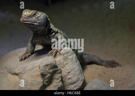 L'Afrique du Nord (mastigure Uromastyx acanthinura), également connu sous le nom de lézard dabb Bell's. Des animaux de la faune. Banque D'Images