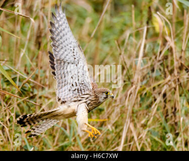 Crécerelle (Falco tinnunculus) prendre son envol à partir de roseaux. Oiseau de proie femelle après une tentative manquée pour attraper une proie à Shapwick Heath Banque D'Images