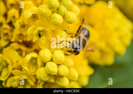 La collecte du pollen d'abeilles macro de fleurs de mahonia Banque D'Images