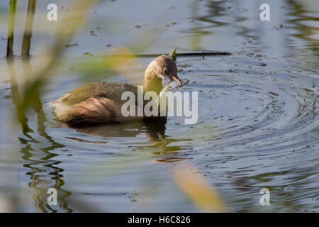 Grèbe castagneux (Tachybaptus ruficollis) avec des poissons en bec. Petit oiseau de la Famille des Podicipedidae, en plumage d'hiver terne Banque D'Images