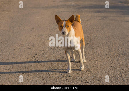 Chien Basenji debout sur une route asphaltée et à la recherche avec intérêt Banque D'Images