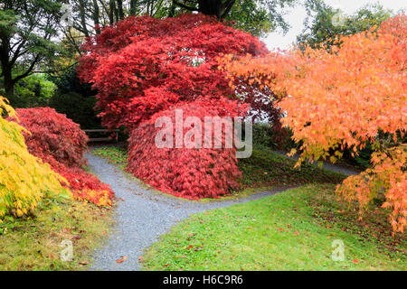 Les rouges, jaunes et orange couleur des feuilles d'automne de l'Acer palmatum variétés dans la Clairière Acer à la maison du jardin, Devon Banque D'Images