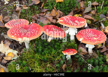 Amanita muscaria, fly agarics toadstools, montrant repéré des bonnets rouges au milieu de la mousse et des feuilles de bouleau tombé Banque D'Images