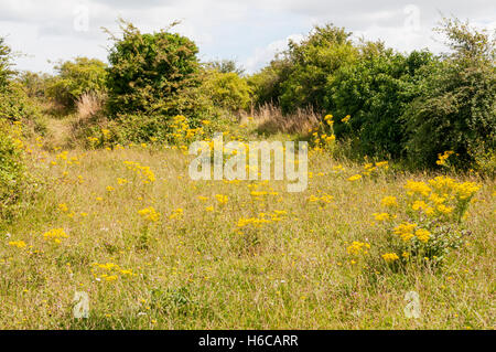 Un champ dans le Kent contenant jacobée. Banque D'Images