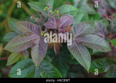 Une plante, le jatropha gossypiifolia aka pinon colorado, poussant dans la forêt amazonienne du Pérou avec la rosée du matin sur les feuilles de Banque D'Images