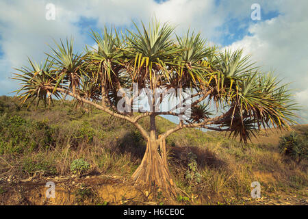 Pandanus tectorius vis, pin, sur une plage du Queensland tropical, en Australie Banque D'Images