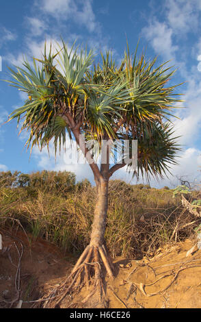Pandanus tectorius vis, pin, avec des racines aériennes montrant sur une dune de sable dans le Nord tropical du Queensland, Australie. Banque D'Images