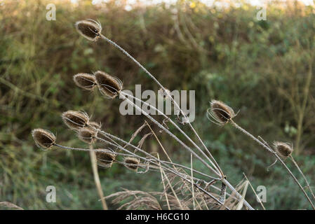 Les têtes de graine d'une politique commune de chardons (Dipsacus fullonum) en hiver Banque D'Images