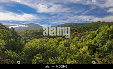 Image de la jungle verte sur la verdoyante de l'arrière du Parc National de Haleakala prises à partir de l'autoroute de l'Hana sur Maui, Hawaii. Banque D'Images