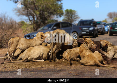 L'African Lion pride se nourrissant d'un kill pris au milieu de route dans le parc national Kruger Banque D'Images