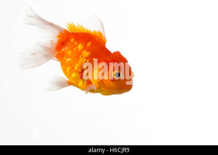 Beau poisson rouge isolé sur fond blanc Banque D'Images