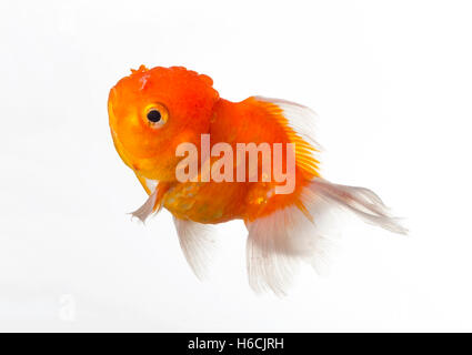 Beau poisson rouge isolé sur fond blanc Banque D'Images