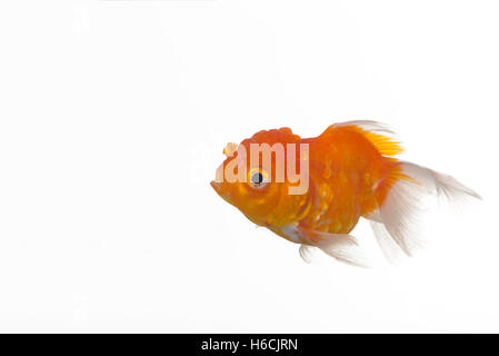 Beau poisson rouge isolé sur fond blanc Banque D'Images