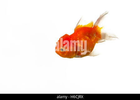 Beau poisson rouge isolé sur fond blanc Banque D'Images