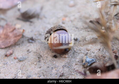 Une petite pose de glands dans le sable (Quercus alba) Banque D'Images