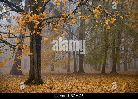 Automne forêt magique. Park. Belle scène. Foggi matin Banque D'Images