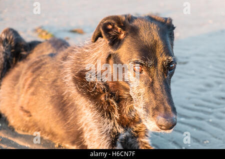 Mon modèle noir parution,mâle,Ben,vieux,13,lurcher chien au coucher du soleil sur la plage sur l'estuaire de Ferryside Towy, Carmarthenshire, Pays de Galles de l'Ouest, Royaume-Uni Banque D'Images