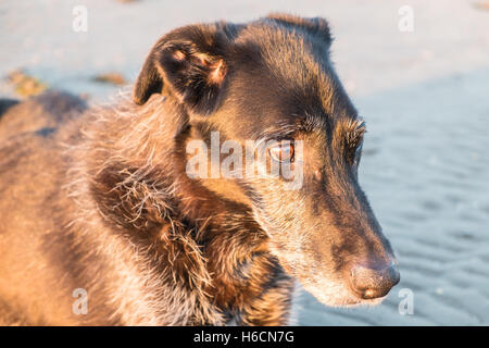 Mon modèle noir parution,mâle,Ben,vieux,13,lurcher chien au coucher du soleil sur la plage sur l'estuaire de Ferryside Towy, Carmarthenshire, Pays de Galles de l'Ouest, Royaume-Uni Banque D'Images