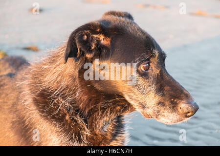 Mon modèle noir parution,mâle,Ben,vieux,13,lurcher chien au coucher du soleil sur la plage sur l'estuaire de Ferryside Towy, Carmarthenshire, Pays de Galles de l'Ouest, Royaume-Uni Banque D'Images