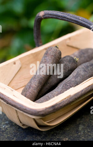 Daucus carota. La carotte pourpre dans un trug. Banque D'Images