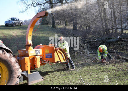 Arbres de déchiquetage des ouvriers qui ont diminué au cours d'une tempête dans la campagne dans le sud du Pays de Galles, Royaume-Uni. Banque D'Images