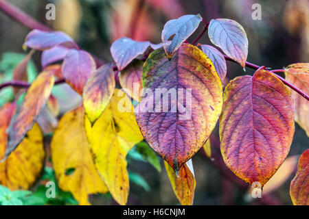 Cornus alba Sibirica Dogwood Banque D'Images