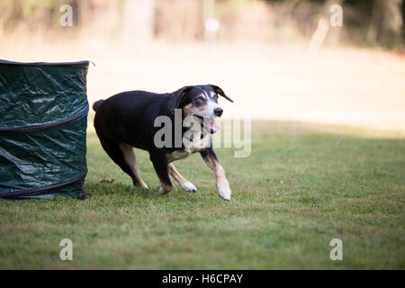 L'Appenzeller Mountain Dog running on grass Banque D'Images