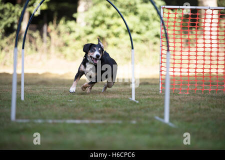 Formation de chien de Montagne Appenzeller hoopers Banque D'Images