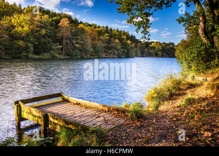 Cannop étangs dans la forêt de Dean, Gloucestershire. Banque D'Images