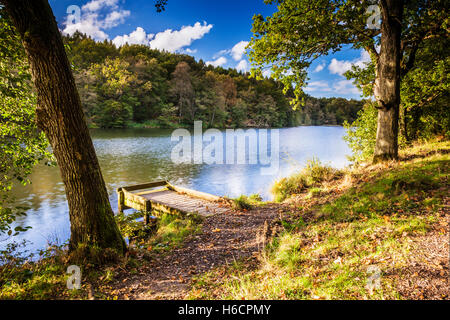 Cannop étangs dans la forêt de Dean, Gloucestershire. Banque D'Images