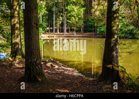 Le colvert brochet dans la forêt de Dean, Gloucestershire. Banque D'Images