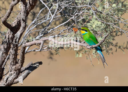 Swallow-tailed bee-eater (Merops hirundineus), Sitting on tree branch avec papillon proie dans son bec, Kgalagadi Transfrontier Park Banque D'Images