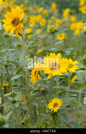 L'Helianthus annuus. Un champ de tournesols. Banque D'Images