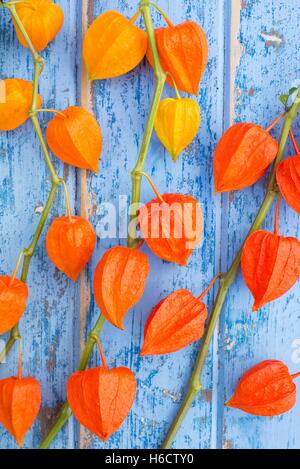 Lanterne chinoise Physalis alkekengi - Plante Banque D'Images