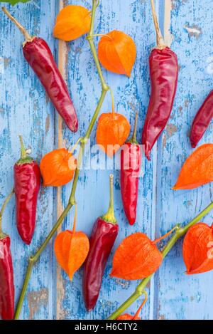 Lanterne chinoise Physalis alkekengi - plantes et des piments. Banque D'Images