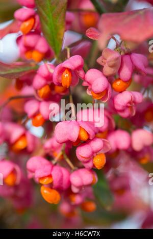 Euonymus europaeus, arbre de fusée, avec des fruits mûrs. Banque D'Images