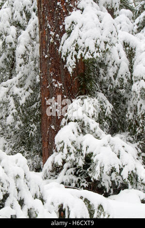 En hiver, des forêts anciennes Mt Jefferson Wilderness, forêt nationale de Willamette, Oregon Banque D'Images