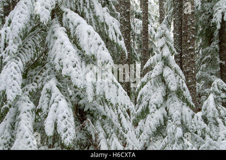 En hiver, des forêts anciennes Mt Jefferson Wilderness, forêt nationale de Willamette, Oregon Banque D'Images