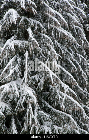 En hiver, des forêts anciennes Mt Jefferson Wilderness, forêt nationale de Willamette, Oregon Banque D'Images