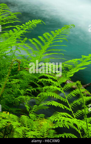 Perdu le long du ruisseau McKenzie River National Recreation Trail, forêt nationale de Willamette, Oregon Banque D'Images