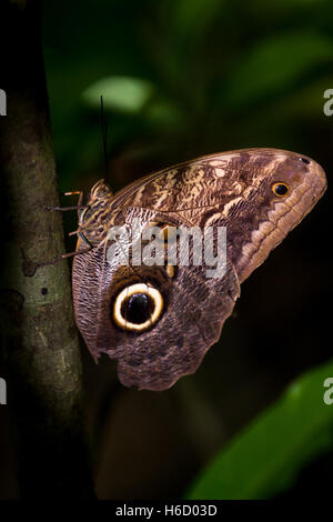 Belle propre papillon sur une petite branche dans la forêt tropicale du Costa Rica Banque D'Images