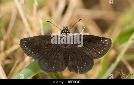 Vue dorsale d'un homme Sootywing commun butterfly reposant sur un brin d'herbe Banque D'Images